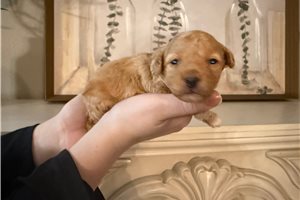 Castor - puppy for sale
