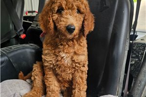 Jynx - Goldendoodle for sale