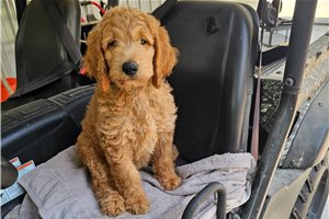 Jocelyn - Goldendoodle for sale