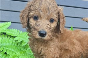 Jenny - puppy for sale