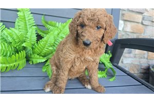 Jynx - puppy for sale