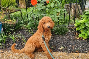 Jynx - Goldendoodle for sale