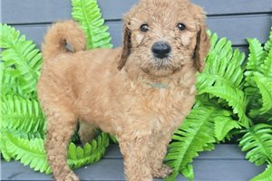 Jamison - puppy for sale