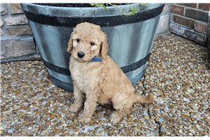 Jocelyn - Goldendoodle for sale
