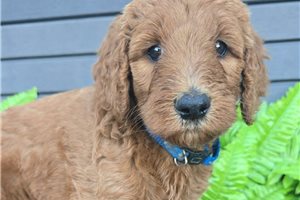 Jules - puppy for sale