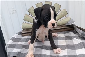 Renzo - puppy for sale