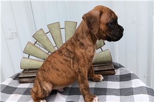 Rick - Boxer for sale