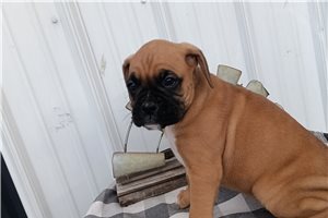 Samuel - Boxer for sale