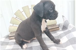 Reggie - puppy for sale