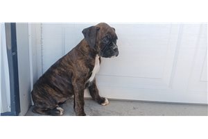 Soroya - Boxer for sale