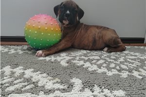 Lucy - Boxer for sale