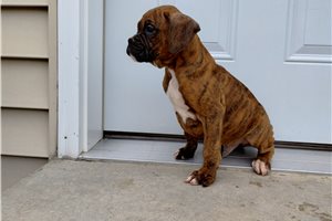 Linus - Boxer for sale