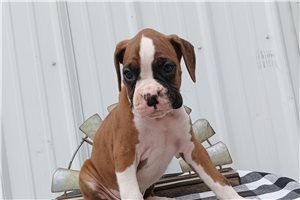 Timber - Boxer for sale