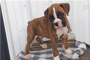 Sterling - Boxer for sale