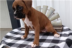 Tika - Boxer for sale