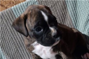Seamus - puppy for sale