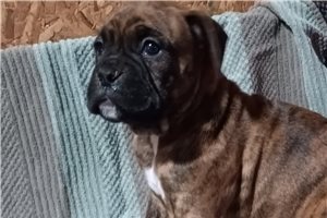 Sycamore - puppy for sale