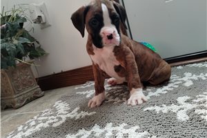Lawson - puppy for sale