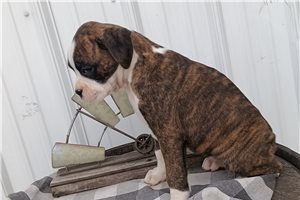 Stella - Boxer for sale