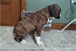 Lyle - puppy for sale