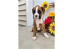 Zeke - Boxer for sale