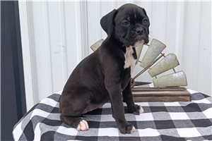 Tiara - Boxer for sale