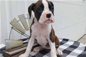 Tiff - Boxer for sale