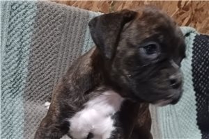 Soroya - puppy for sale