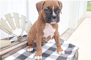 Tika - Boxer for sale