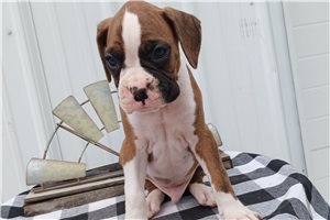 Timber - Boxer for sale