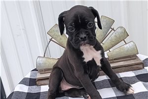 Tiara - Boxer for sale