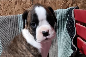 Stella - Boxer for sale