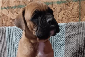 Samuel - Boxer for sale