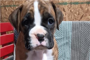 Sterling - puppy for sale