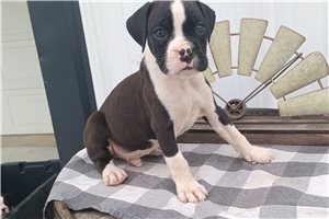 Remi - Boxer for sale