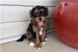 Kado - Aussiedoodle for sale