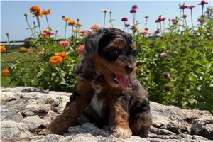 Kado - Aussiedoodle for sale
