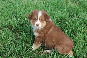 Scarlett - puppy for sale