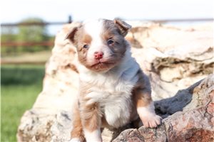 Makayla - Miniature Australian Shepherd for sale