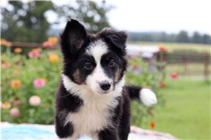 Oaklynn - puppy for sale