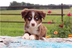 Omar - puppy for sale