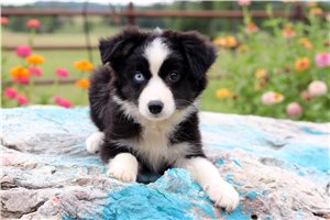 Octavia - Miniature Australian Shepherd for sale
