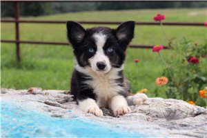 Ophelia - puppy for sale