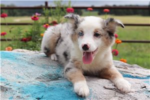 Otto - Miniature Australian Shepherd for sale