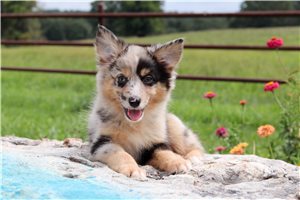 Oscar - Miniature Australian Shepherd for sale
