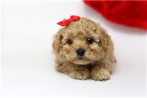 Abigail - Poodle, Miniature for sale