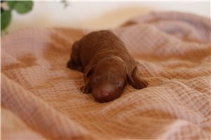 Parker - Poodle, Miniature for sale