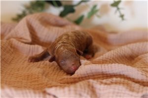 Piper - Poodle, Miniature for sale