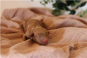 Penelope - Poodle, Miniature for sale