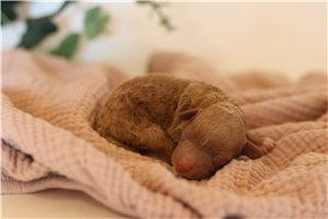 Phoenix - Poodle, Miniature for sale